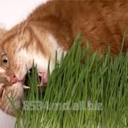 Трава для кошек фотография