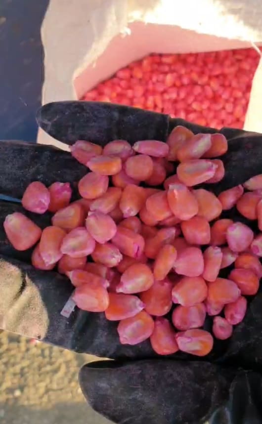 Остатки Семян Кукурузы Купить