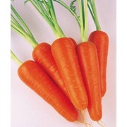 Ранняя Морковь - Абако фотография
