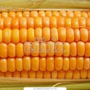 Семена кукурузы Аробаз фотография