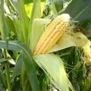 Семена кукурузы сорт ДКС 4795 фотография