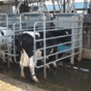 AfiSort сортировка коров фото