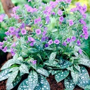 Медуница сахарная (Pulmonaria saccharata) “Trevi Fountain“ фото