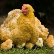 Цыпленок “ПОДРОС“ фото