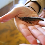 Breeding of sturgeons price фото