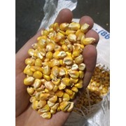 Зерно кукурузы Фураж фото