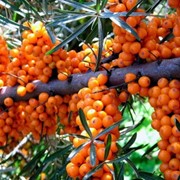 Плодово-ягодные растения фото