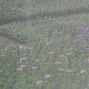 Сетка москитная садовая, дачная, тепличная фото
