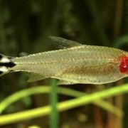 Рыбка Родостомус