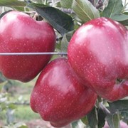 Продукты питания фрукты яблоки сорта «Супер Чиф» фото