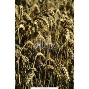 Купить зерно пшеницы и ячменя у производителя Выращивание и продажа оптом фотография