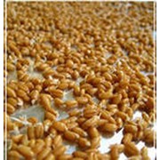 Семена озимой пшеницы фотография