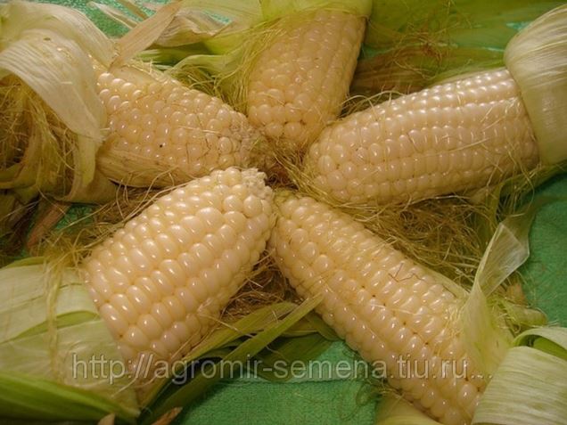 Купить Семена Сахарной Кукурузы В Краснодарском Крае
