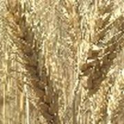 Семена элиты озимой пшеницы сорта Антоновка
