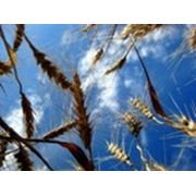 Семена элиты озимой пшеницы сорта Писанка