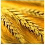 Семена элиты озимой пшеницы сорта Золотоколоса