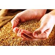 Семена элиты озимой пшеницы сорта Наталка