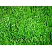 Газонная трава “Спорт“ фотография