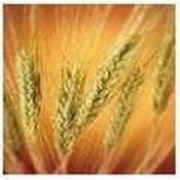 Семена элиты озимой пшеницы сорта Сонечко фотография