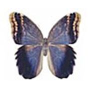 Бабочка фотография