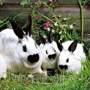 Комбикорм для взрослых кроликов в Волжском