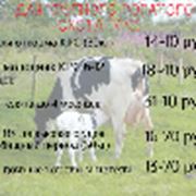 Комбикорм для крупного рогатого скота (КРС) фото