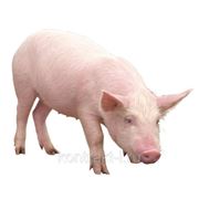 Комбикорм для свиней универсальный фото