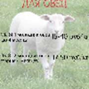 Комбикорм для овец фото