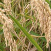 Рис-сырец урожай