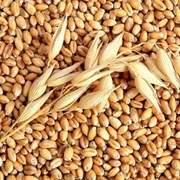 Семена пшеницы озимой ( ГНУ ДЗНИИСХ(Тарасовская):  фото
