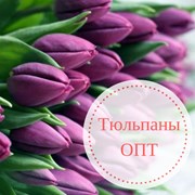 Тюльпаны ОПТОМ в наличии в Минске. БЕЗНАЛ