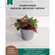 Традесканция Зебрина Дисколор тайская фото