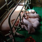 Услуги по искусственному осеменению свиней породами: Крупная Белая, Дюрок, Йоркшер, Ландрас, Гемпшер, гибрид Оптимус в Мелитополе. фото