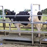 Автоматическая система взвешивания коров в движении AfiWeigh