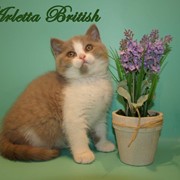 Британский котенок биколор фото
