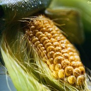 Шелуха кукурузная фотография