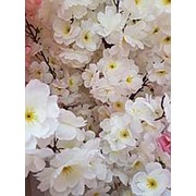 Сакура цветущая белая 150 см (без горшка) фото