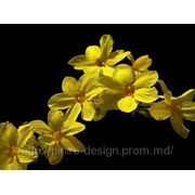 Жасмин голоцветковый — Jasminum nudiflorum Lindl фотография