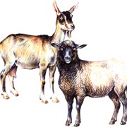 Разведение овец и коз фотография