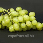 Виноград на экспорт фото