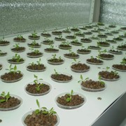 Выращивание зелёного салата фото