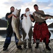 Тур рыбалка на острове Магеройя в Норвегии фото