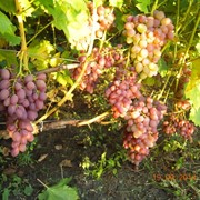 Саженцы винограда Водограй фото