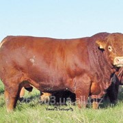 Закупаем быков мясных и мясо-молочных пород фотография