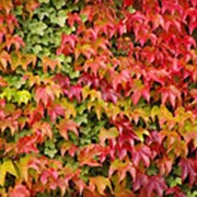 Виноград триостренный Витчи (Parthenocissus tricuspidata 'Veitchii')