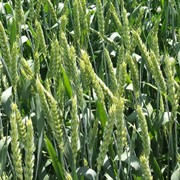 Купить Зерновые В Ставропольском Крае