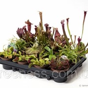 Хищные растения микс -- Carnivorous plants Gemeng фото