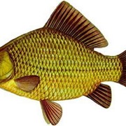 Речная рыба фото