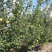 Саженцы плодовых деревьев: Саженцы яблони. Выращивание и продажа.