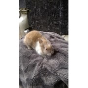 кролики карликові фото